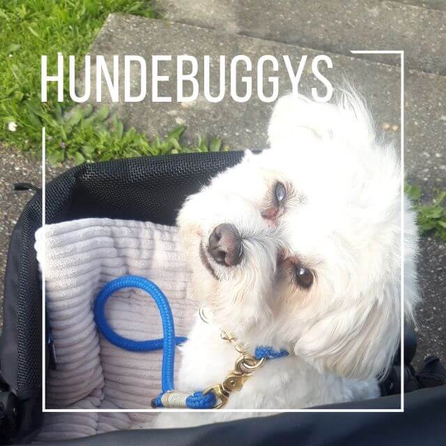 Süßer weißer Hund im Hundebuggy schaut hoch zu seinem Frauchen