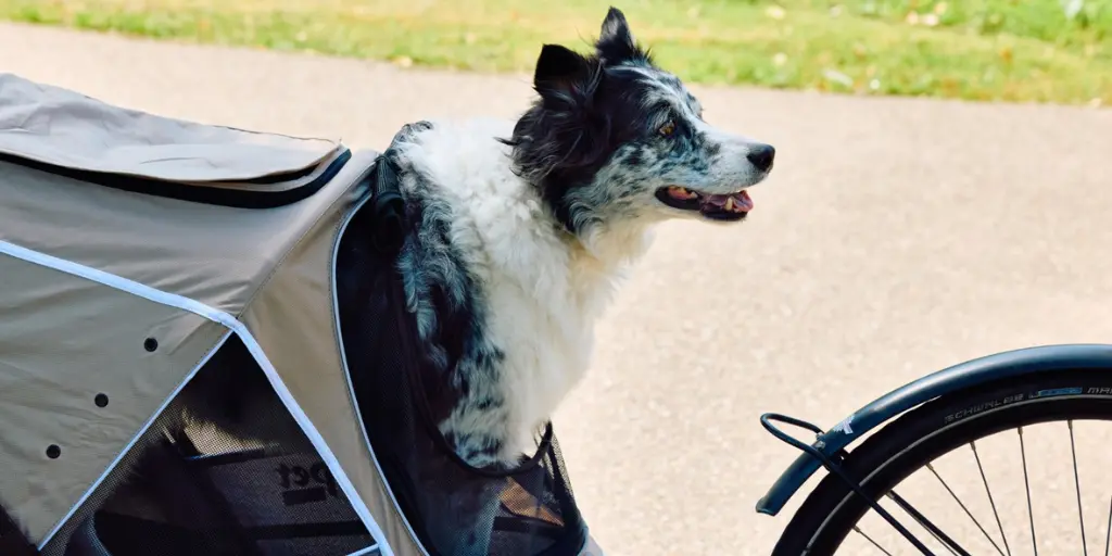 Hund im Fahrradanhänger Sporty Trailer Evolution beige