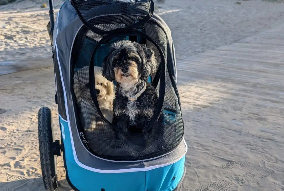 Zwei süße kleine Wuschelhunde im Sporty Trailer Evolution Hundebuggy