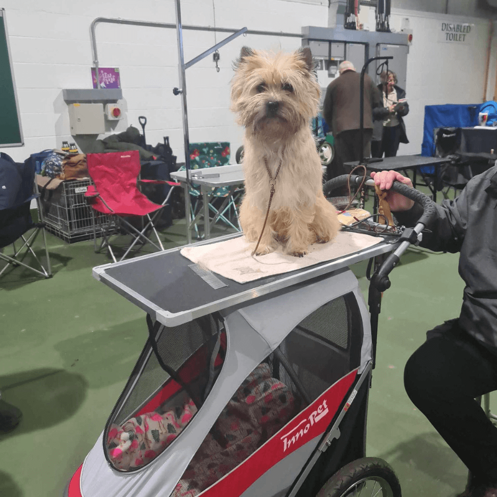 Trimmtisch-Aufsatz mit Hund im Einsatz