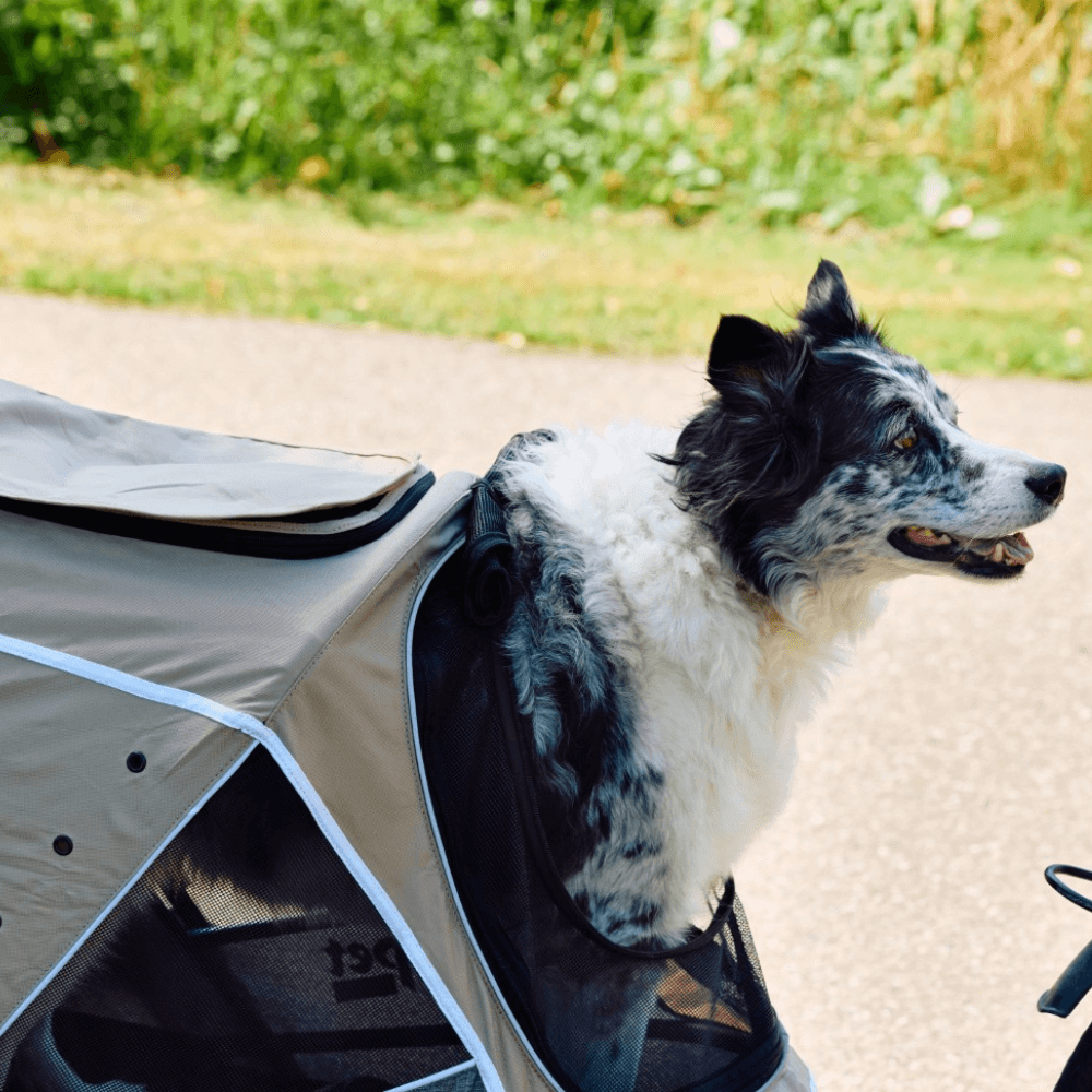 InnoPet® Sporty Trailer Evolution Fahrradanhänger mit Border Collie beige grau