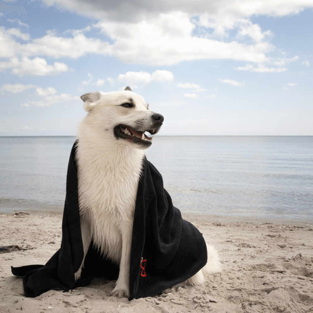 Hund am Strand im Hundehandtuch von B&B eingewickelt
