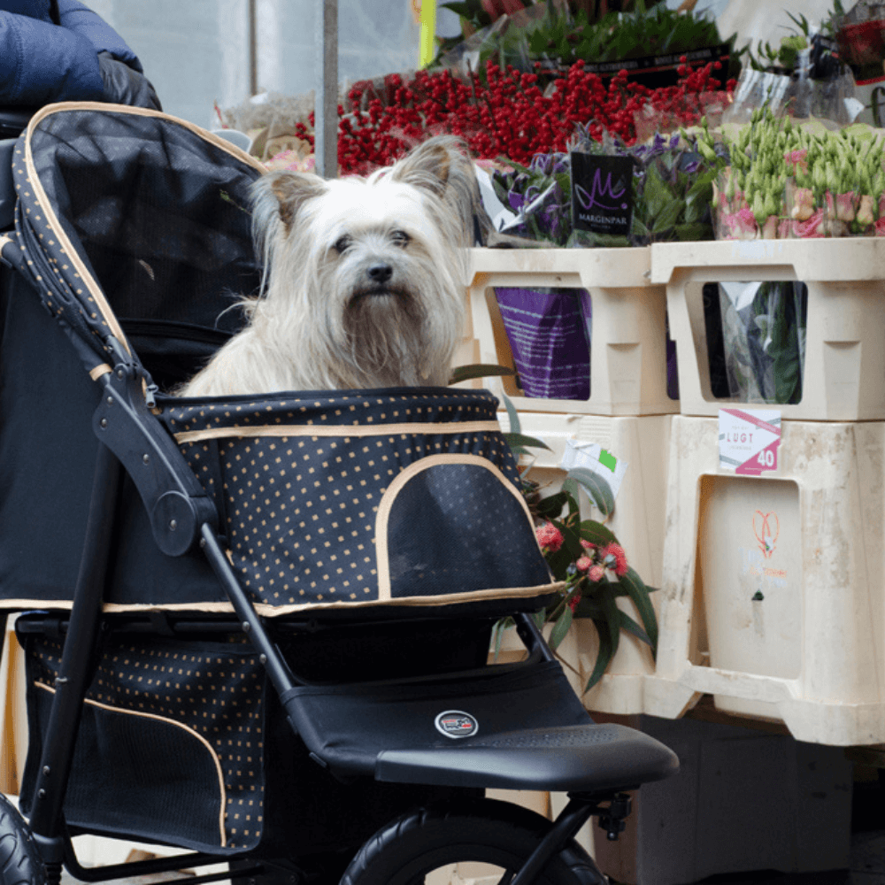 InnoPet® Adventure Hundebuggy schwarz gold mit kleinem Langhaarhund