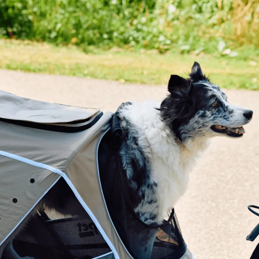 InnoPet® Sporty Trailer Evolution Fahrradanhänger mit Border Collie beige grau