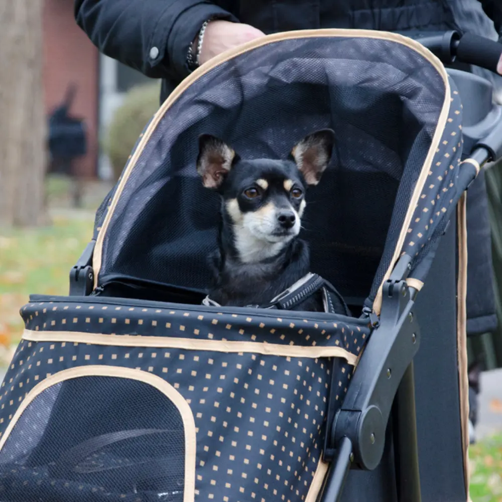 InnoPet® Adventure Hundebuggy schwarz/gold mit einem Pinscher
