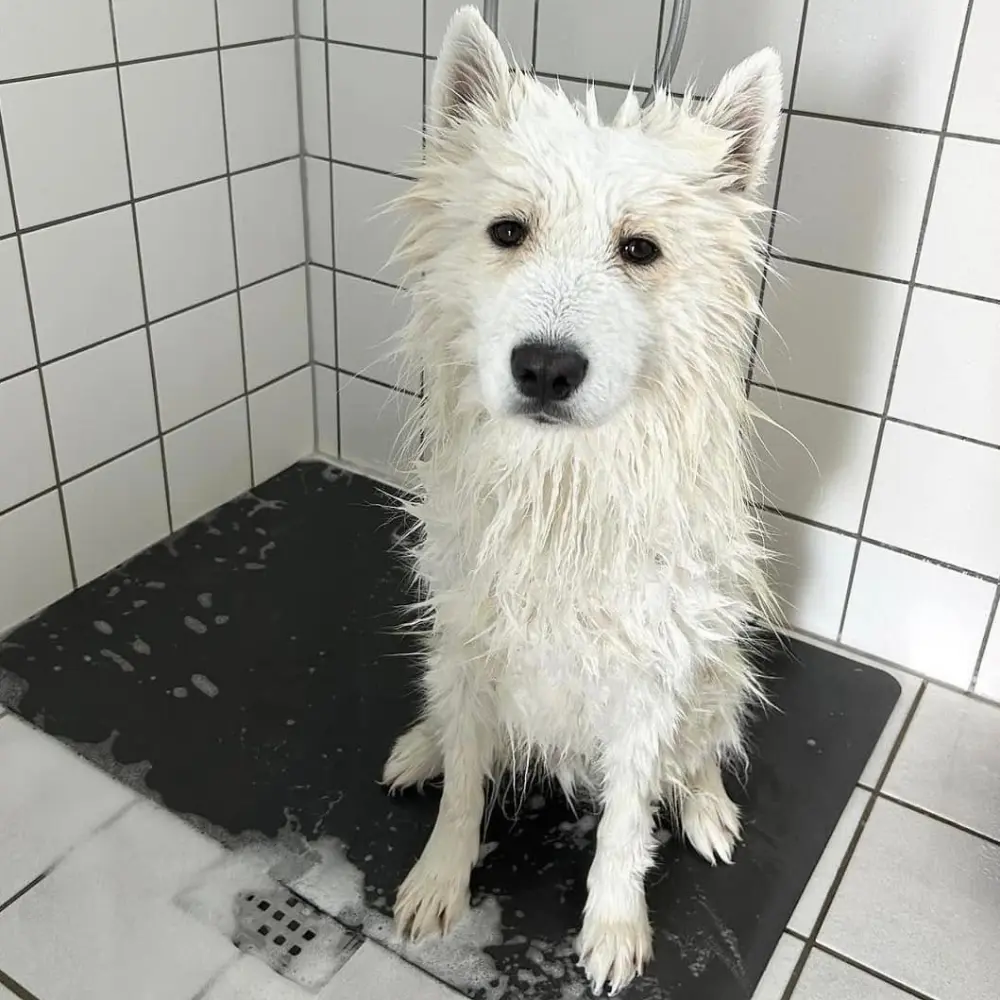 Antirutschmatte Hund in der Dusche